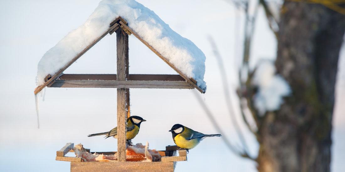 Que puis-je nourrir les oiseaux de mon dîner de Noël ?
