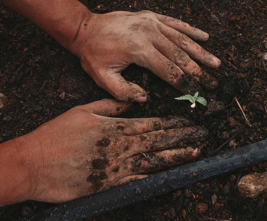 découvrez tous nos conseils et astuces de jardinage pour cultiver un jardin fleuri et verdoyant toute l'année.