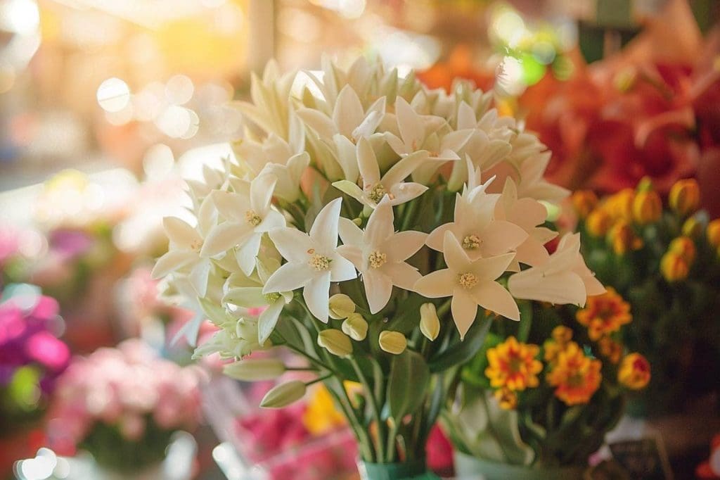 Fleur en B : Liste des fleurs qui commencent par B