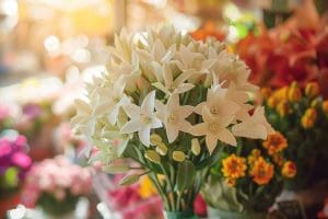 Fleur en B : Liste des fleurs qui commencent par B