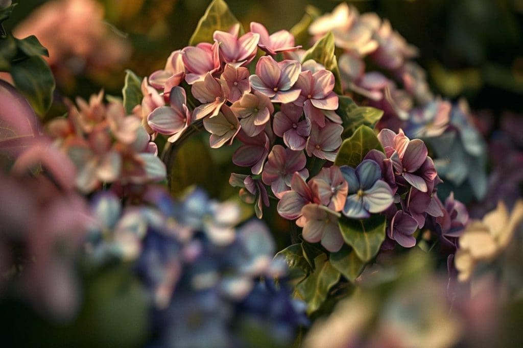 Fleur en H : Liste des fleurs qui commencent par H