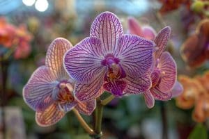 Fleur en O : Liste des fleurs qui commencent par O