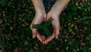 plante terre