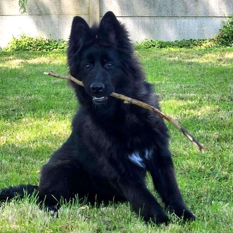 découvrez notre élevage spécialisé dans les chiens à poil long. passionnés par ces compagnons à quatre pattes, nous vous proposons des chiots élevés dans un environnement familial, garantissant leur bien-être et leur sociabilité. rejoignez-nous pour trouver le compagnon idéal qui saura égayer votre vie!