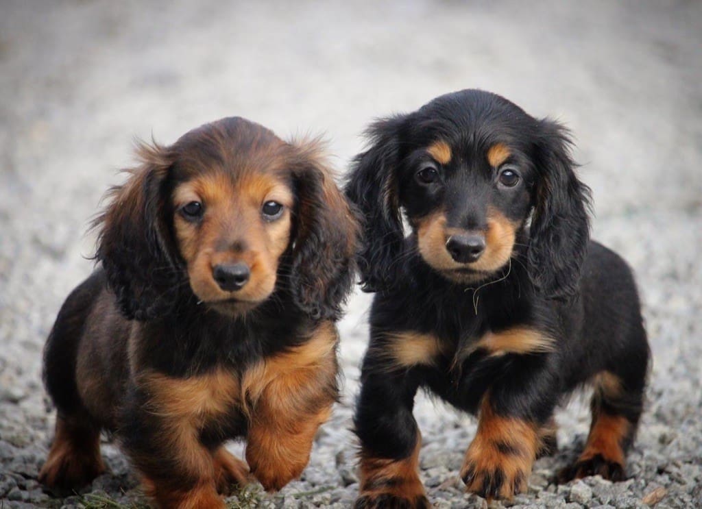 découvrez notre élevage de chiens à poil long, où la passion rencontre l'excellence. nous proposons des chiots en parfaite santé, élevés avec amour et bienveillance. rejoignez notre famille d'amoureux des animaux et trouvez votre compagnon idéal parmi nos races de chiens à poil long.