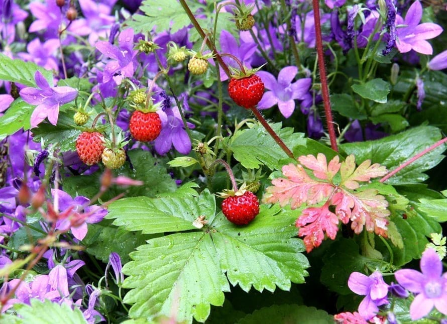 découvrez quand et comment repiquer vos fraisiers pour favoriser leur croissance, obtenir de belles récoltes et assurer la santé de votre potager. conseils pratiques pour jardiniers débutants et confirmés.