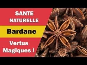 découvrez tous les bienfaits de la badiane pour la santé : propriétés digestives, antivirales et antioxydantes, conseils d’utilisation et précautions à prendre.