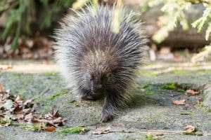 découvrez l'habitat naturel, l'alimentation variée et les comportements fascinants du porc-épic dans cet article informatif.