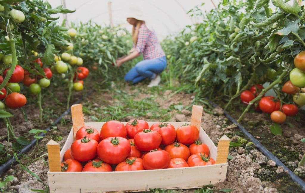 Pourquoi choisir des graines bio ? Impact sur la biodiversité et la santé
