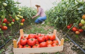 tomates bio
