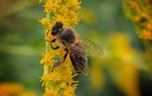 abeille pollinisateur