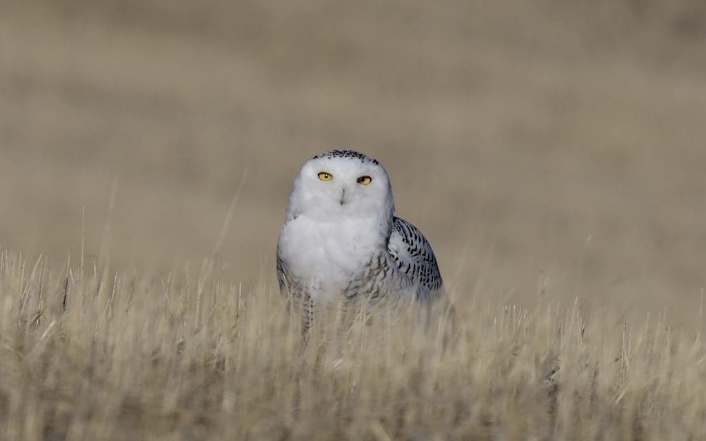 découvrez les caractéristiques essentielles de l'ornithologie, l'étude fascinante des oiseaux, leur comportement, habitat et rôle dans l'écosystème.