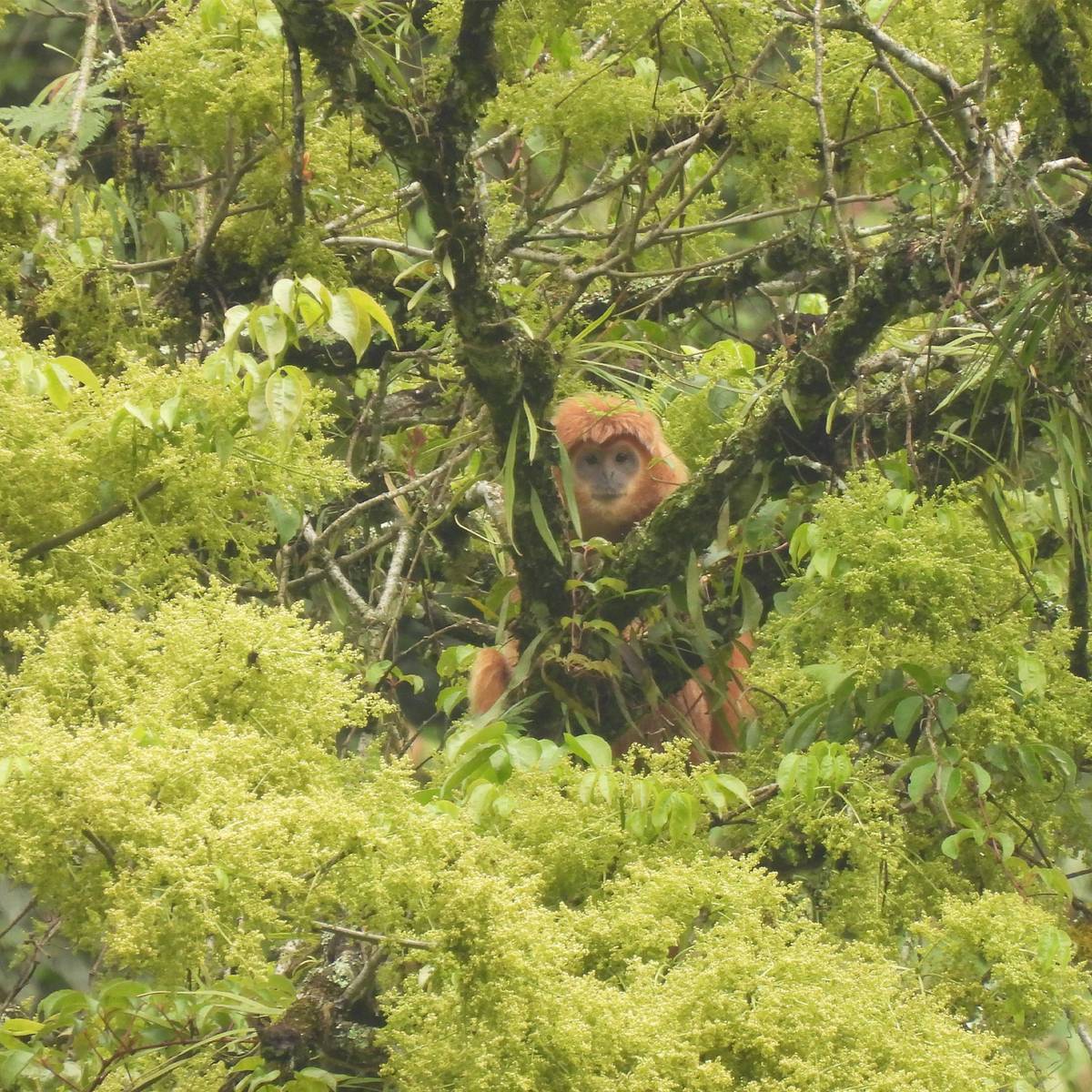 découvrez l'île de java en 2025 : un voyage fascinant entre richesse culturelle et beauté naturelle exceptionnelle.