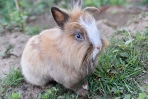 découvrez le nom idéal pour votre lapin en 2025, des idées originales et tendances pour nommer votre compagnon à quatre pattes.