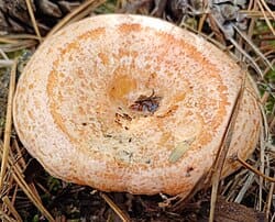 découvrez les bienfaits du lactaire délicieux, un champignon savoureux riche en nutriments essentiels pour votre santé.