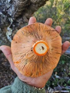 découvrez les bienfaits du lactaire délicieux, un champignon savoureux aux vertus nutritives et médicinales reconnues.