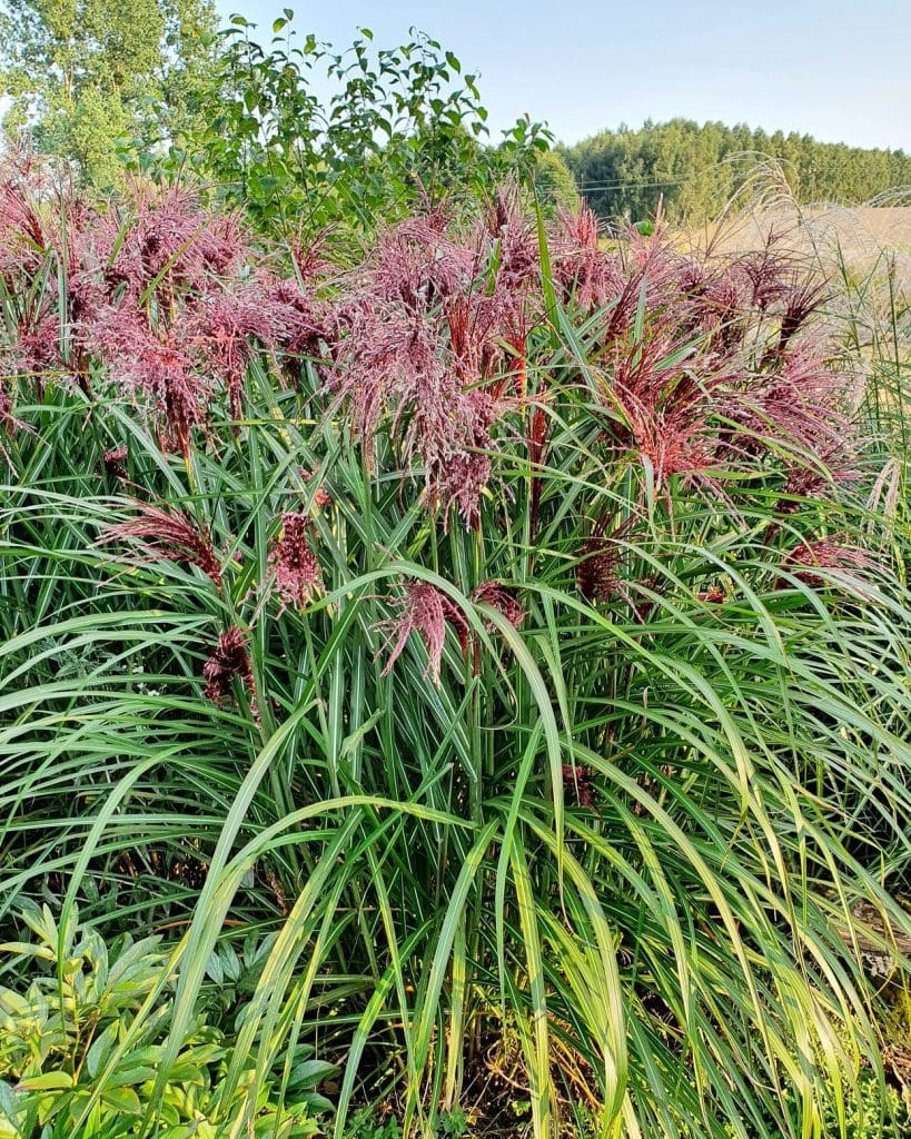 Miscanthus Sinensis : Les Avantages Écologiques de Cette Plante Vivace