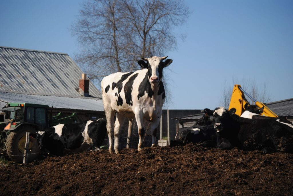 Qu&rsquo;est-ce que le pi de la vache et comment l&rsquo;utiliser en agriculture ?