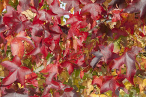 Liquidambar en automne avec son feuillage rouge et orangé dans un jardin