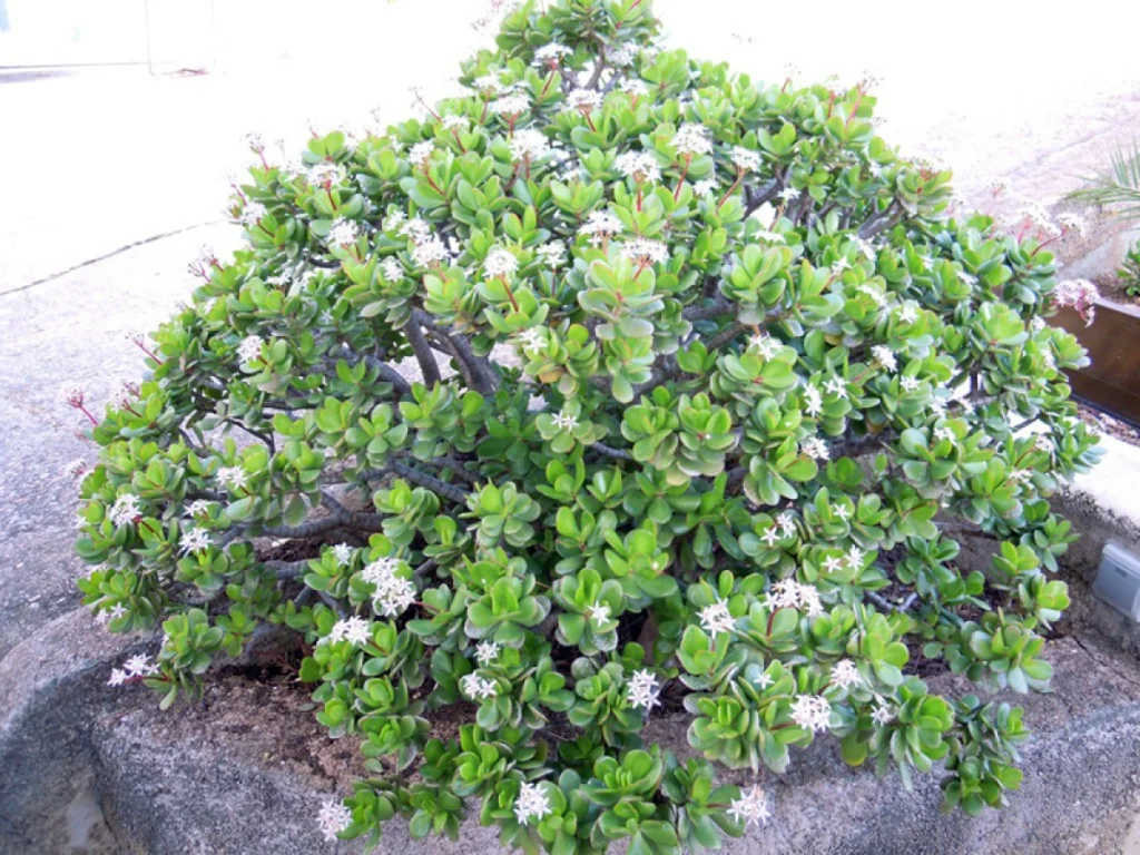 Arbre de jade (Crassula ovata) en pot, avec ses feuilles charnues vert brillant et son tronc épais