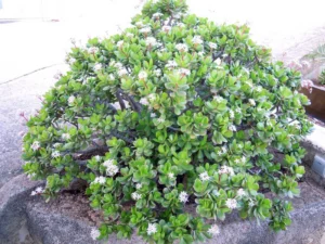Arbre de jade (Crassula ovata) en pot, avec ses feuilles charnues vert brillant et son tronc épais