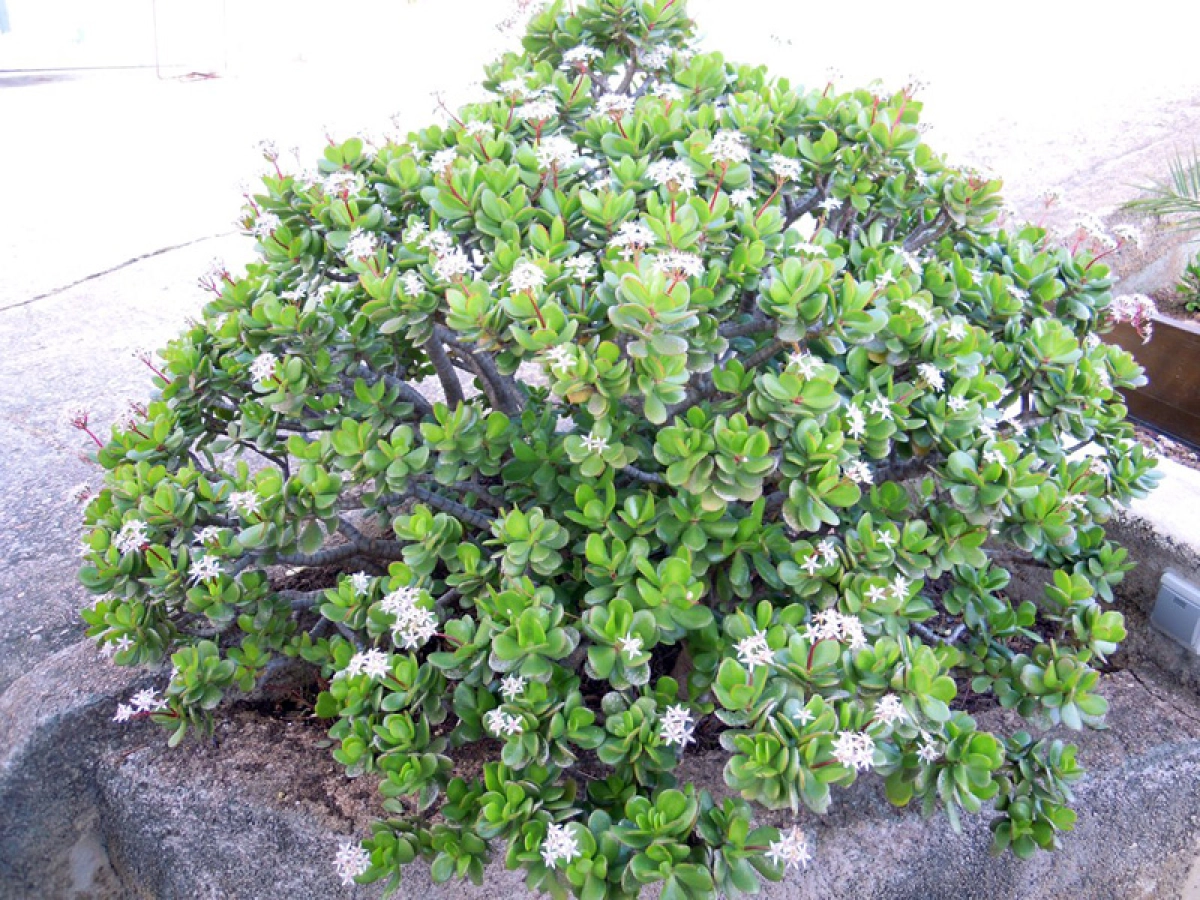 Arbre de jade : entretien, variétés et conseils d’achat