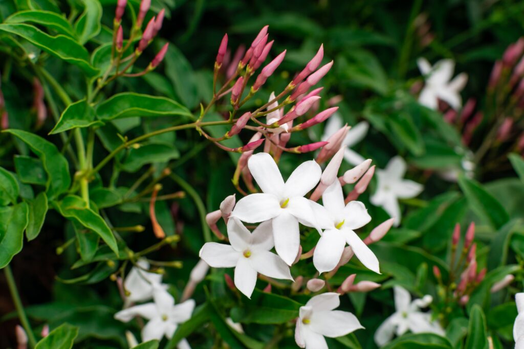 Jasmin officinal aux fleurs blanches étoilées grimpant sur une pergola de jardin