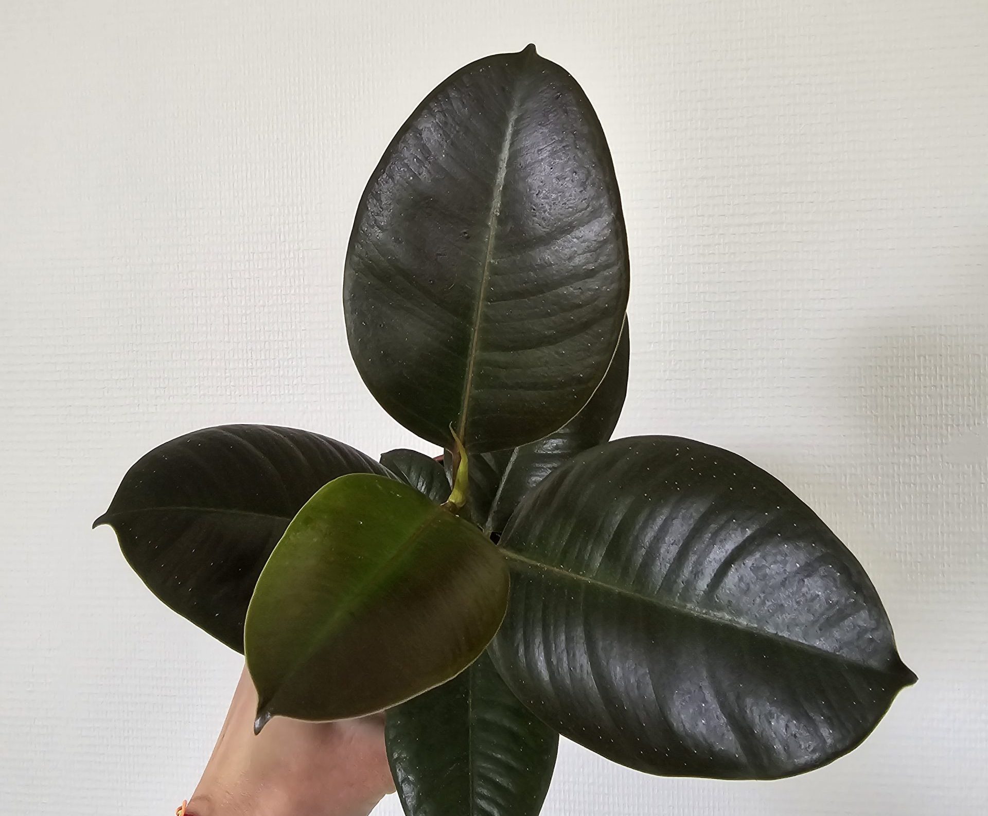 Ficus : le guide complet pour choisir et entretenir votre plante
