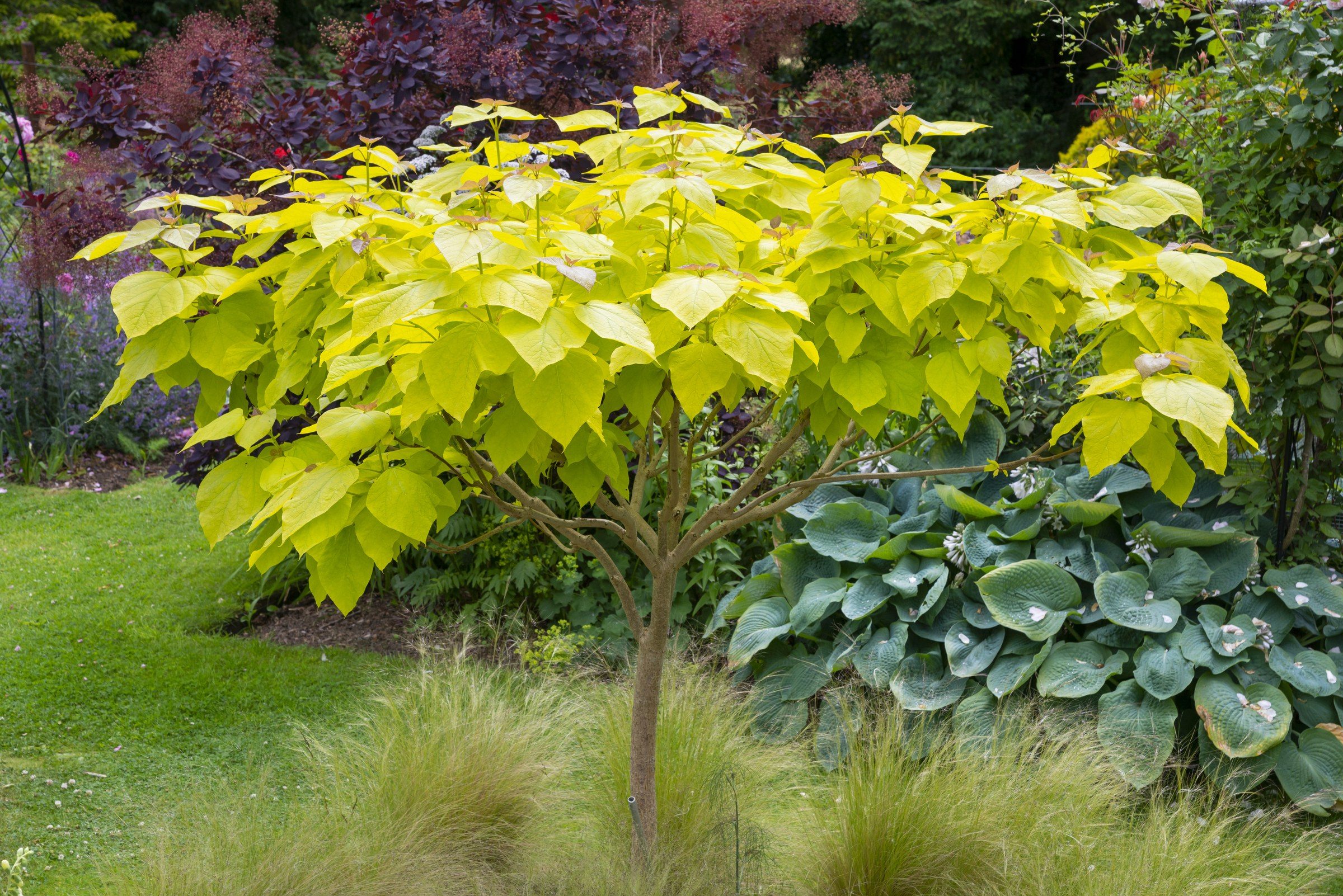 Catalpa : guide complet pour choisir, planter et entretenir cet arbre d’ornement