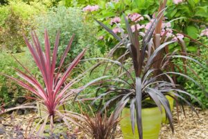 Cordyline au feuillage rubané et persistant dans un jardin