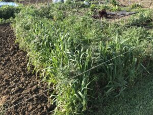 Engrais vert de phacélie en fleurs couvrant une planche de potager