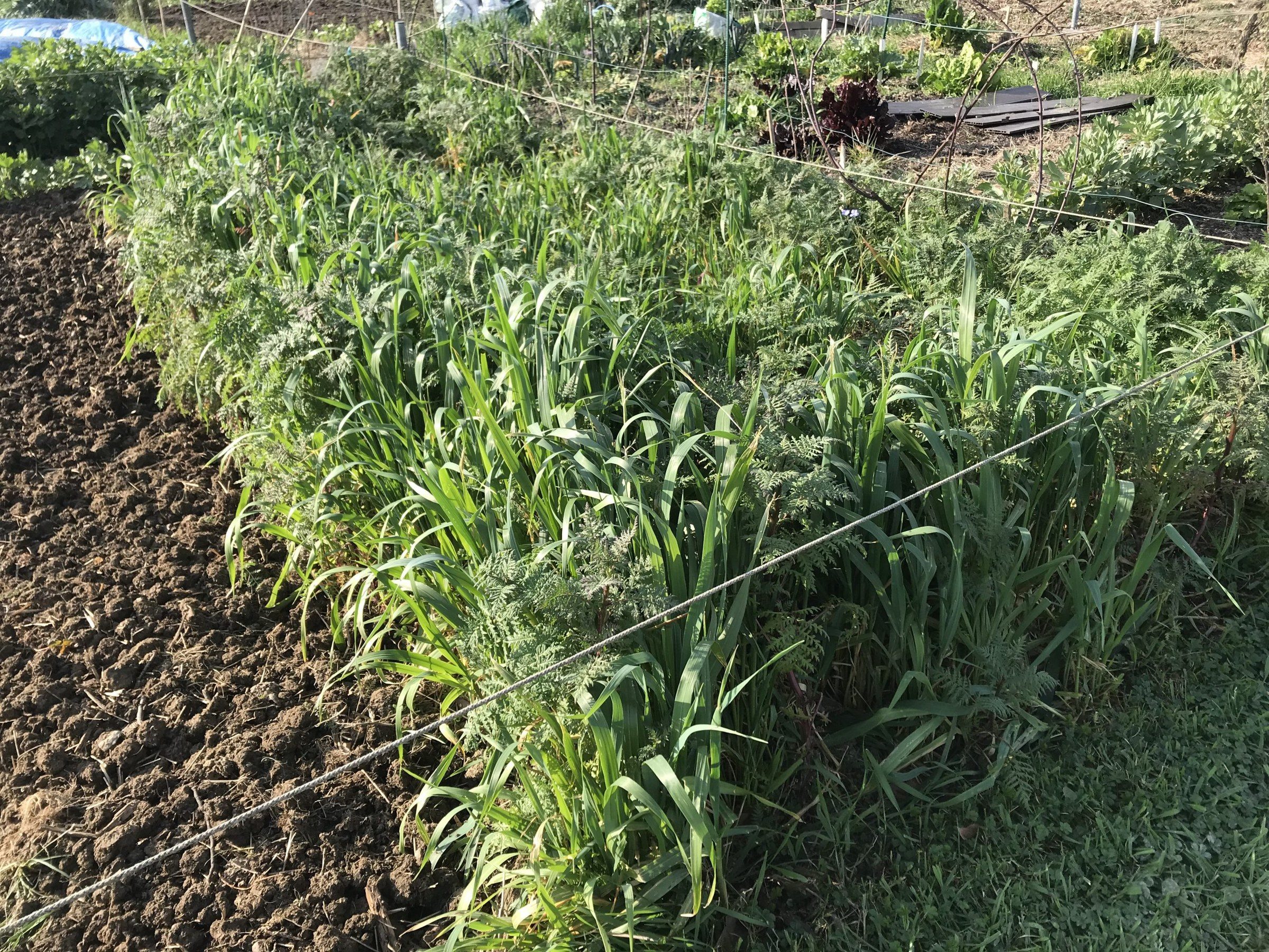 Engrais vert : choisir, semer et réussir son couvert au potager