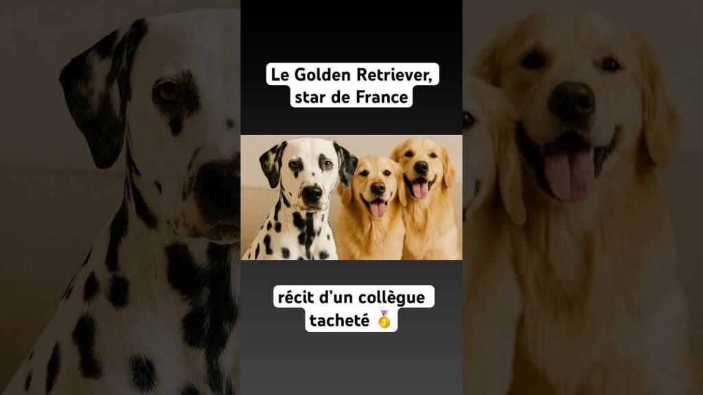Plusieurs chiens de races différentes illustrant le quiz pour trouver sa race de chien